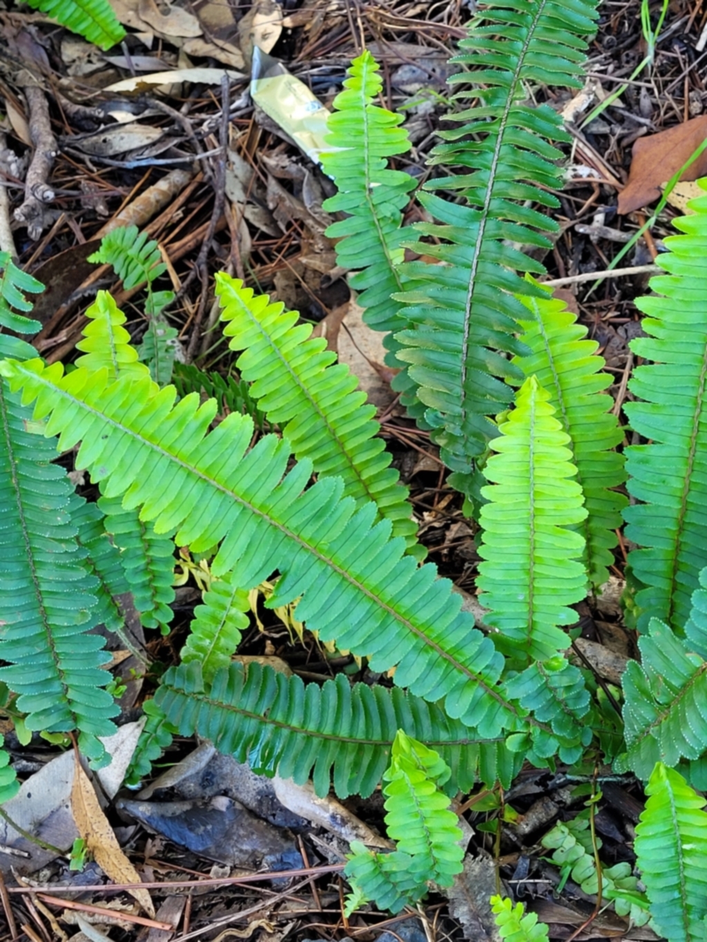 Nephrolepis cordifolia at Nambucca Heads, NSW - 28 May 2022