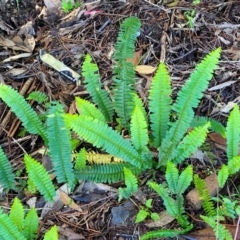 Nephrolepis cordifolia at Nambucca Heads, NSW - 28 May 2022