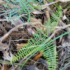 Gleichenia dicarpa (Wiry Coral Fern) at Nambucca Heads, NSW - 28 May 2022 by trevorpreston