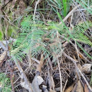 Gleichenia dicarpa at Nambucca Heads, NSW - suppressed