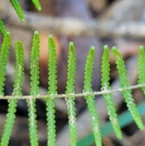 Gleichenia dicarpa at Nambucca Heads, NSW - suppressed