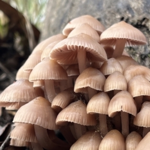 Mycena 'clarkeana group' at Molonglo Valley, ACT - 28 May 2022