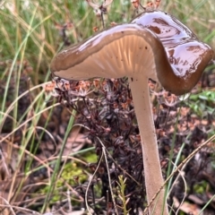 Oudemansiella 'radicata group' (Rooting shank) at Molonglo Valley, ACT - 28 May 2022 by YellowButton