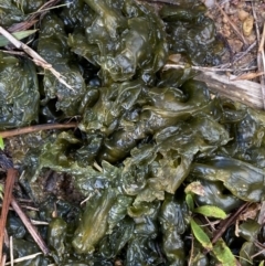 Nostoc sp. (genus) (A cyanobacterium) at Lake Tuggeranong - 28 May 2022 by Steve_Bok