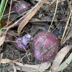 Cortinarius archeri s.l. (Emperor Cortinar) at Molonglo Valley, ACT - 13 May 2022 by Banambila