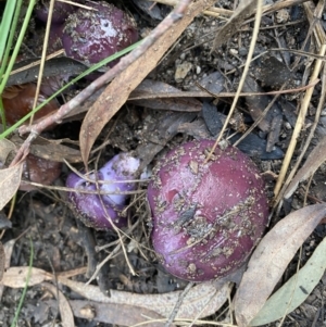 Cortinarius archeri s.l. at Molonglo Valley, ACT - 14 May 2022 09:06 AM