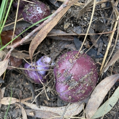 Cortinarius archeri s.l. (Emperor Cortinar) at Molonglo Valley, ACT - 14 May 2022 by Banambila