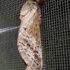 Oxycanus antipoda (Late Oxycanus) at Crooked Corner, NSW - 13 May 2022 by Milly