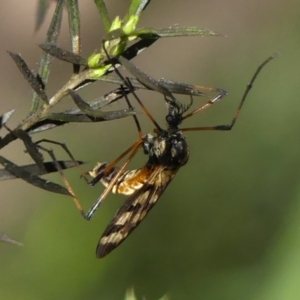 Gynoplistia (Gynoplistia) bella at Braemar, NSW - 17 May 2022