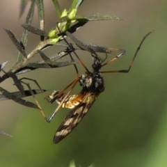 Gynoplistia (Gynoplistia) bella (A crane fly) at Braemar, NSW - 17 May 2022 by Curiosity