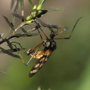 Gynoplistia (Gynoplistia) bella (A crane fly) at Braemar, NSW by Curiosity