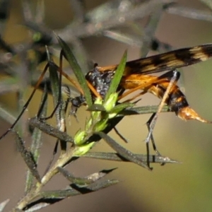 Gynoplistia (Gynoplistia) bella at Braemar, NSW - 17 May 2022