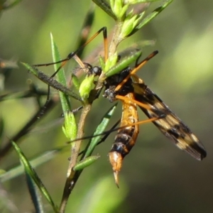 Gynoplistia (Gynoplistia) bella at Braemar, NSW - 17 May 2022