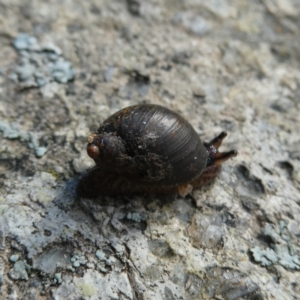 Austrosuccinea macgillivrayi at Googong, NSW - 27 May 2022 11:06 AM