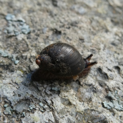 Austrosuccinea macgillivrayi (Macgillivray's Ambersnail) at QPRC LGA - 27 May 2022 by Wandiyali