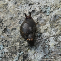 Austrosuccinea macgillivrayi at Googong, NSW - 27 May 2022 11:06 AM