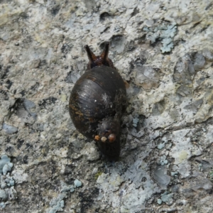 Austrosuccinea macgillivrayi at Googong, NSW - 27 May 2022 11:06 AM