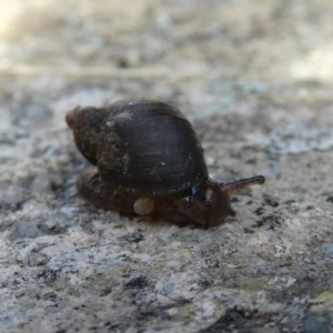 Austrosuccinea macgillivrayi at Googong, NSW - 27 May 2022 11:06 AM