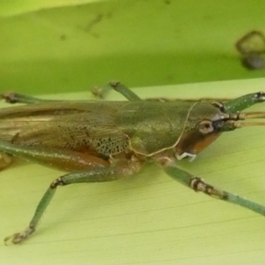 Austrosalomona species 9 at Acton, ACT - 19 May 2022 04:01 PM