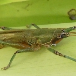 Austrosalomona species 9 (A katydid) at Acton, ACT by RogerF