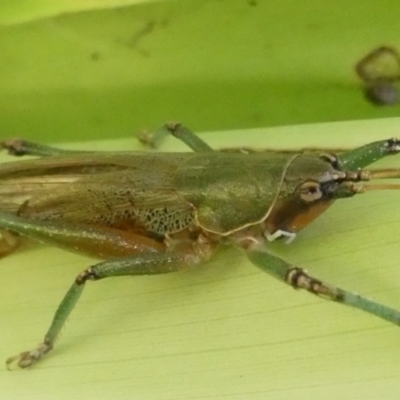 Austrosalomona species 9 (A katydid) at ANBG - 19 May 2022 by RogerF