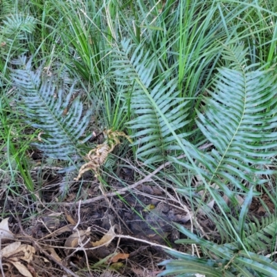 Telmatoblechnum indicum (Bungwall, Swampwater Fern) at Nambucca Heads, NSW - 28 May 2022 by trevorpreston
