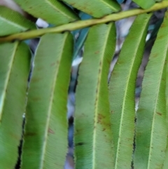 Telmatoblechnum indicum at Nambucca Heads, NSW - 28 May 2022