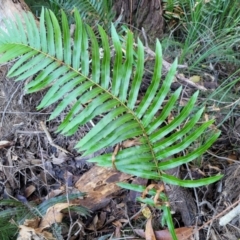 Telmatoblechnum indicum at Nambucca Heads, NSW - 28 May 2022