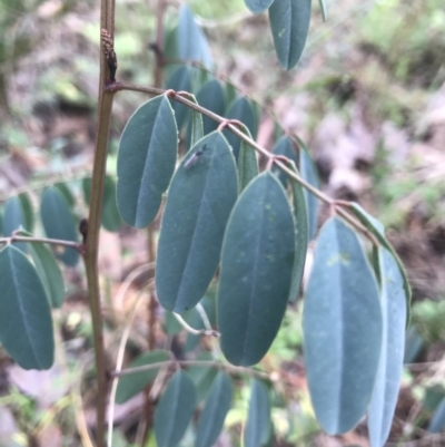 Indigofera australis subsp. australis (Australian Indigo) at Mount Jerrabomberra QP - 29 May 2022 by Mavis