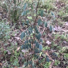 Indigofera australis subsp. australis at Jerrabomberra, NSW - 29 May 2022