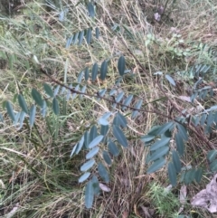 Indigofera australis subsp. australis at Jerrabomberra, NSW - 29 May 2022 11:06 AM