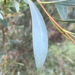 Acacia penninervis var. penninervis (Hickory Wattle) at Mount Jerrabomberra QP - 29 May 2022 by Mavis