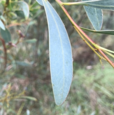 Acacia penninervis var. penninervis (Hickory Wattle) at Jerrabomberra, NSW - 29 May 2022 by Mavis