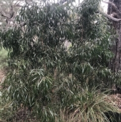 Acacia implexa (Hickory Wattle, Lightwood) at Jerrabomberra, NSW - 29 May 2022 by Mavis