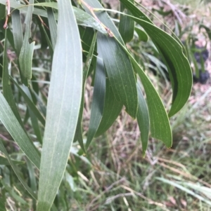 Acacia implexa at Jerrabomberra, NSW - 29 May 2022 10:52 AM