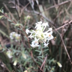 Pimelea linifolia (Slender Rice Flower) at Mount Jerrabomberra - 29 May 2022 by Mavis