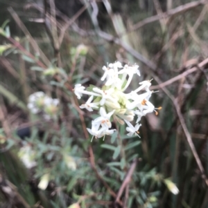 Pimelea linifolia at Jerrabomberra, NSW - 29 May 2022 10:48 AM