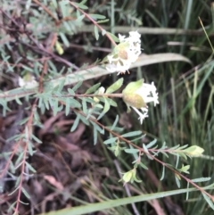 Pimelea linifolia at Jerrabomberra, NSW - 29 May 2022 10:48 AM