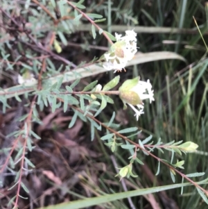 Pimelea linifolia at Jerrabomberra, NSW - 29 May 2022