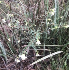 Pimelea linifolia at Jerrabomberra, NSW - 29 May 2022 10:48 AM