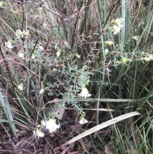 Pimelea linifolia at Jerrabomberra, NSW - 29 May 2022