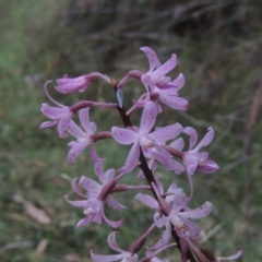 Dipodium roseum (Rosy Hyacinth Orchid) at Paddys River, ACT - 13 Feb 2022 by michaelb