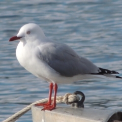 Chroicocephalus novaehollandiae (Silver Gull) at Merimbula, NSW - 16 Jul 2020 by michaelb