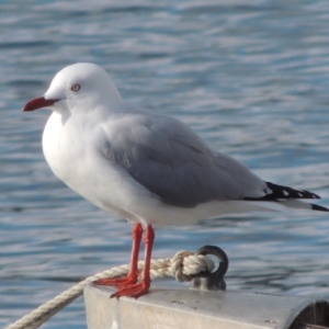 Chroicocephalus novaehollandiae at Merimbula, NSW - 16 Jul 2020