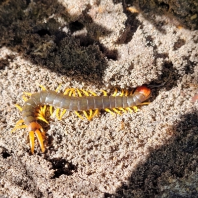 Cormocephalus aurantiipes at Nambucca Heads, NSW - 29 May 2022 by trevorpreston