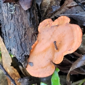 Trametes coccinea at Nambucca Heads, NSW - 29 May 2022 10:19 AM