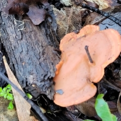 Trametes coccinea at Nambucca Heads, NSW - 29 May 2022