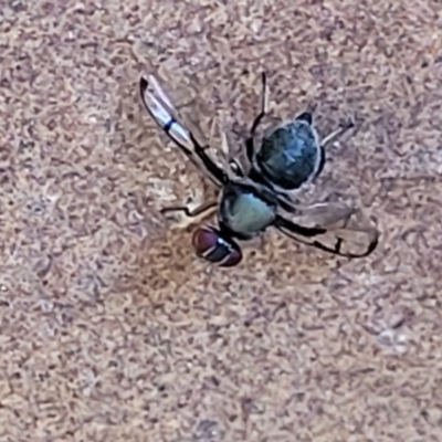 Pogonortalis doclea (Boatman fly) at Nambucca Heads, NSW - 29 May 2022 by trevorpreston