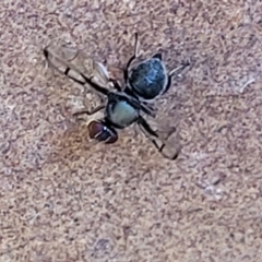 Pogonortalis doclea at Nambucca Heads, NSW - 29 May 2022 12:14 PM