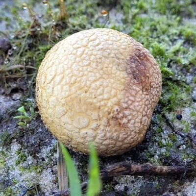 Unidentified Puffball & the like at Nambucca Heads, NSW - 29 May 2022 by trevorpreston